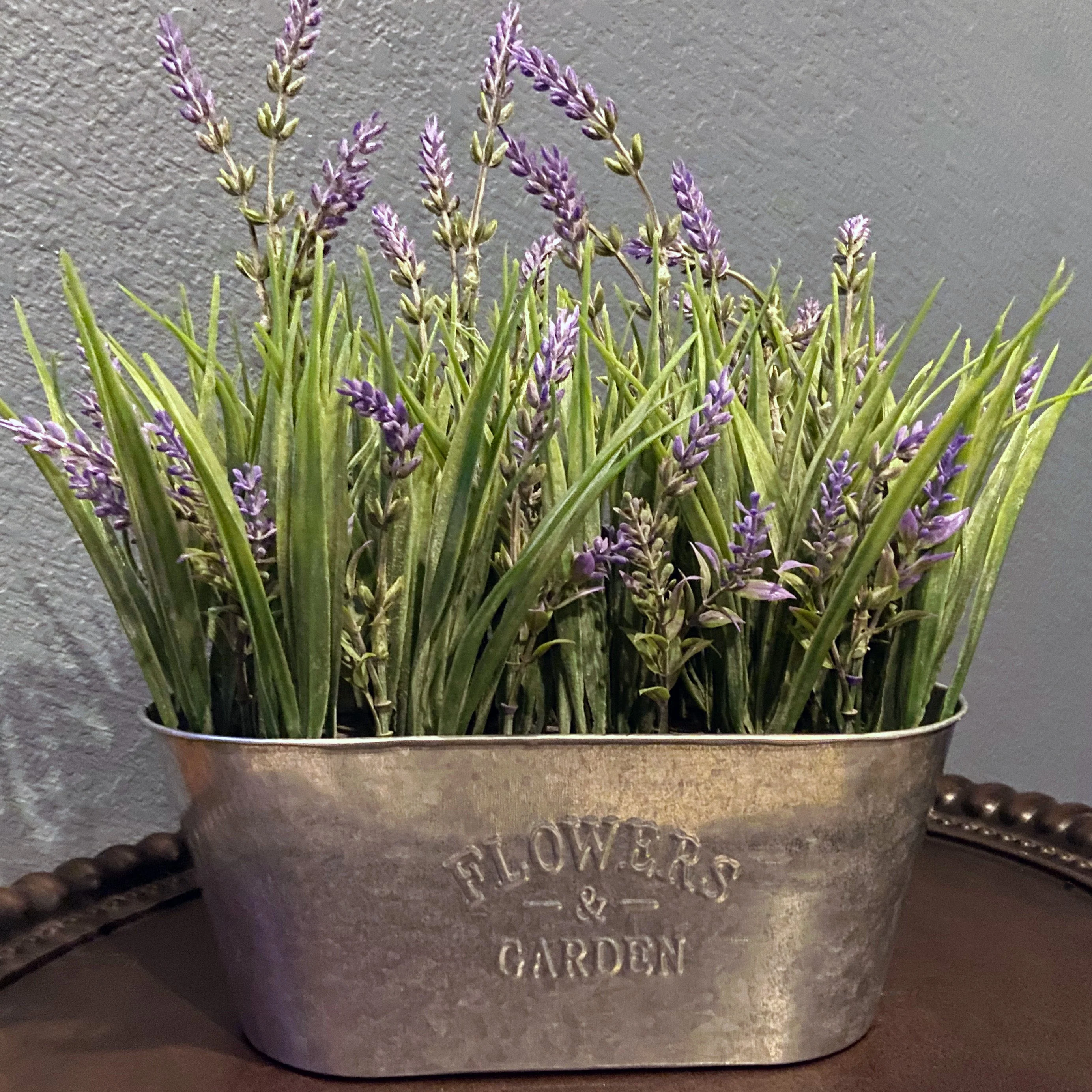 10 Inch Lavender in Galvanized Metal Pot - Image 7