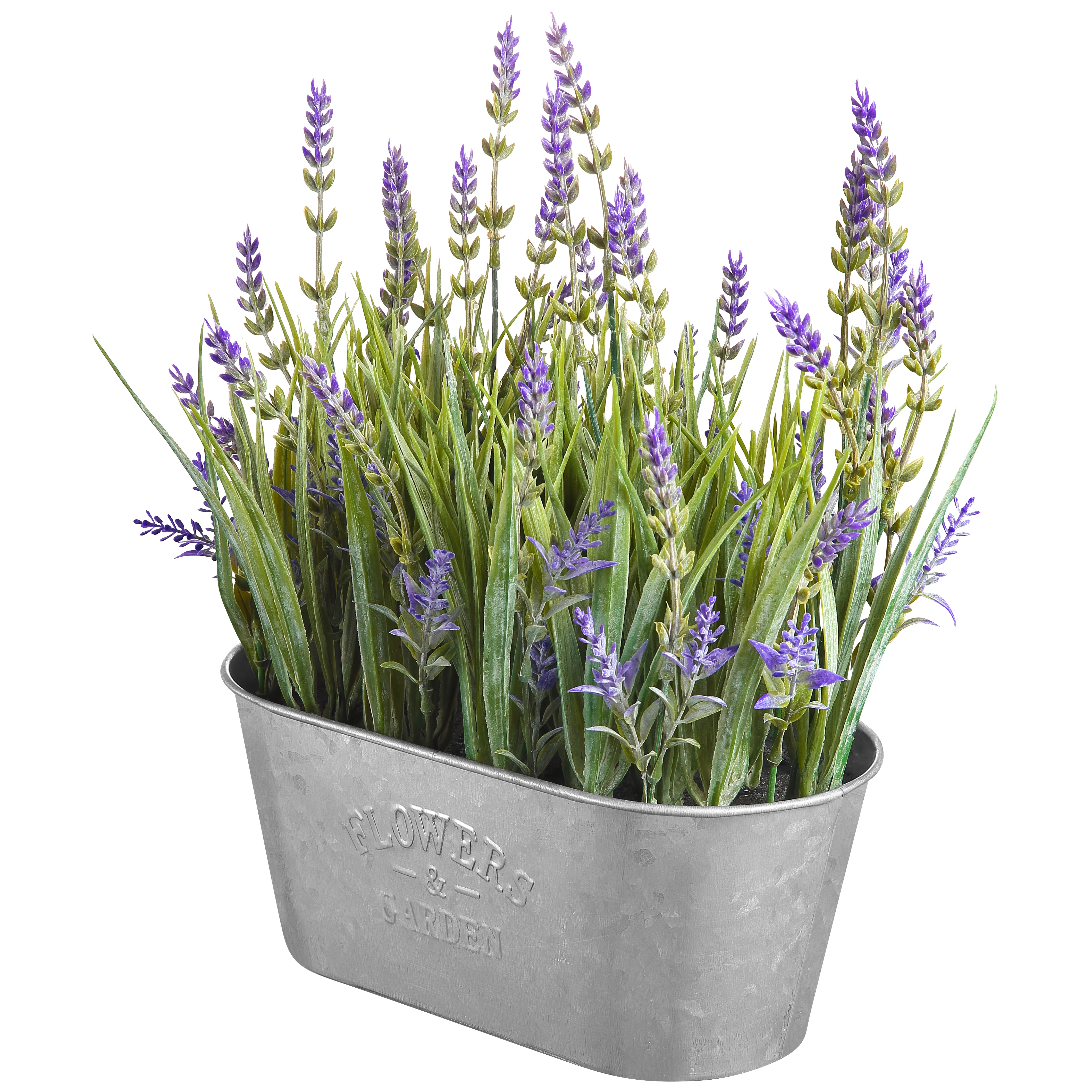 10 Inch Lavender in Galvanized Metal Pot - Image 8